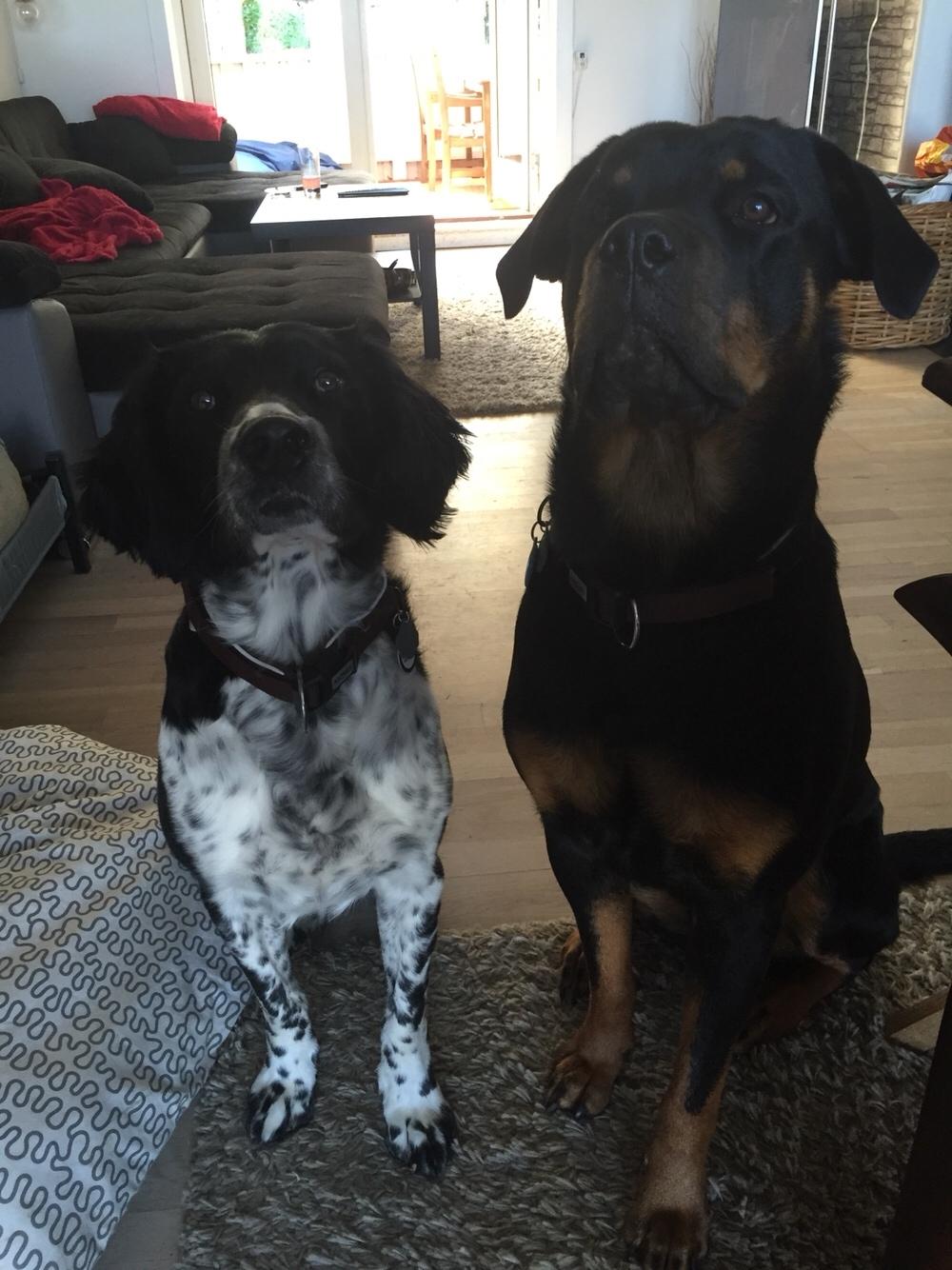 Rottweiler Malli billede 35