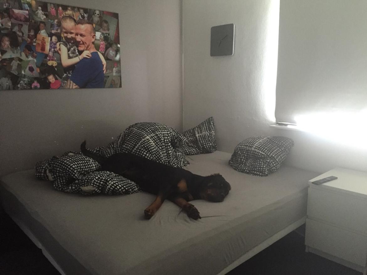 Rottweiler Malli billede 37