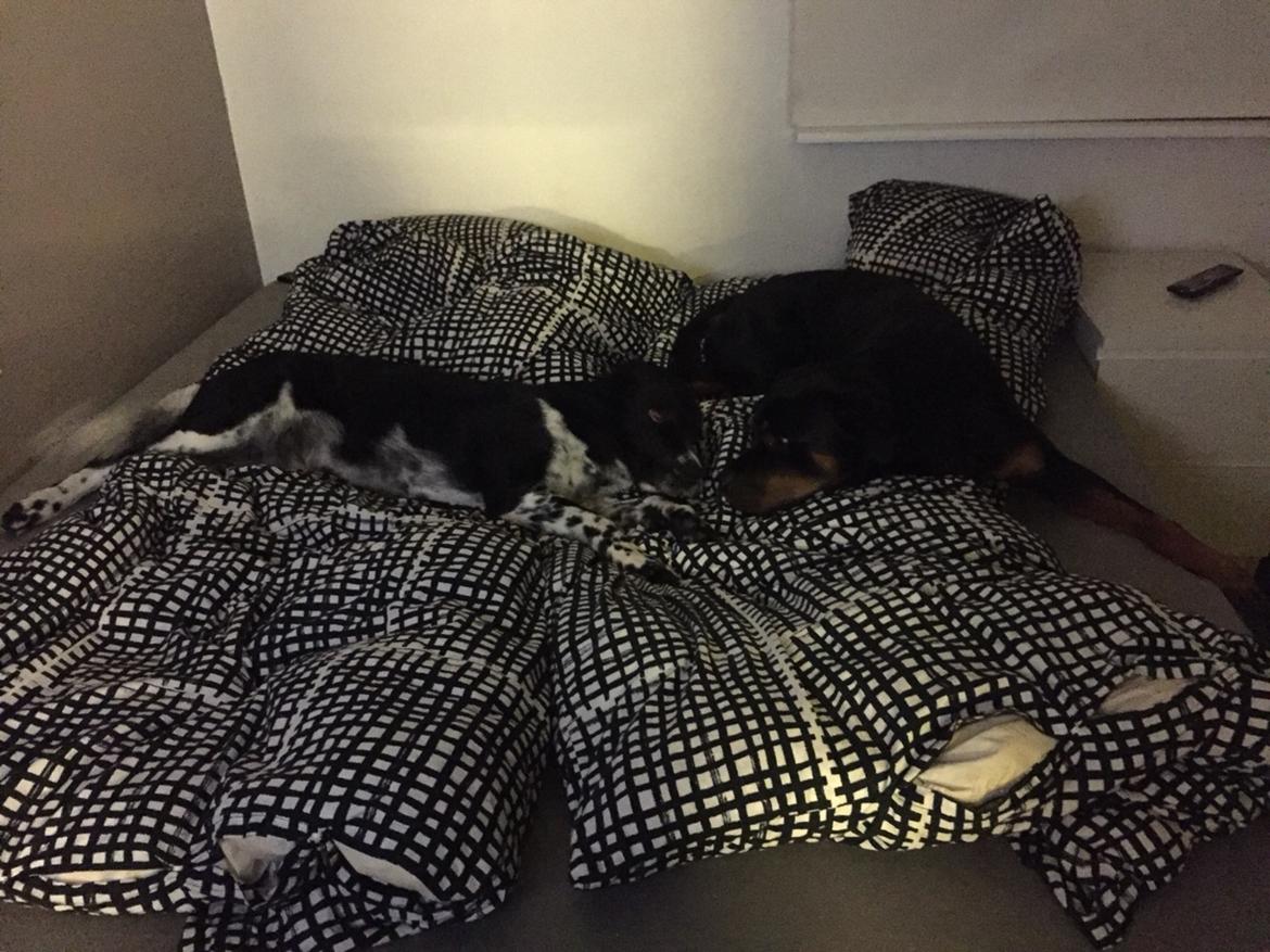 Rottweiler Malli billede 38