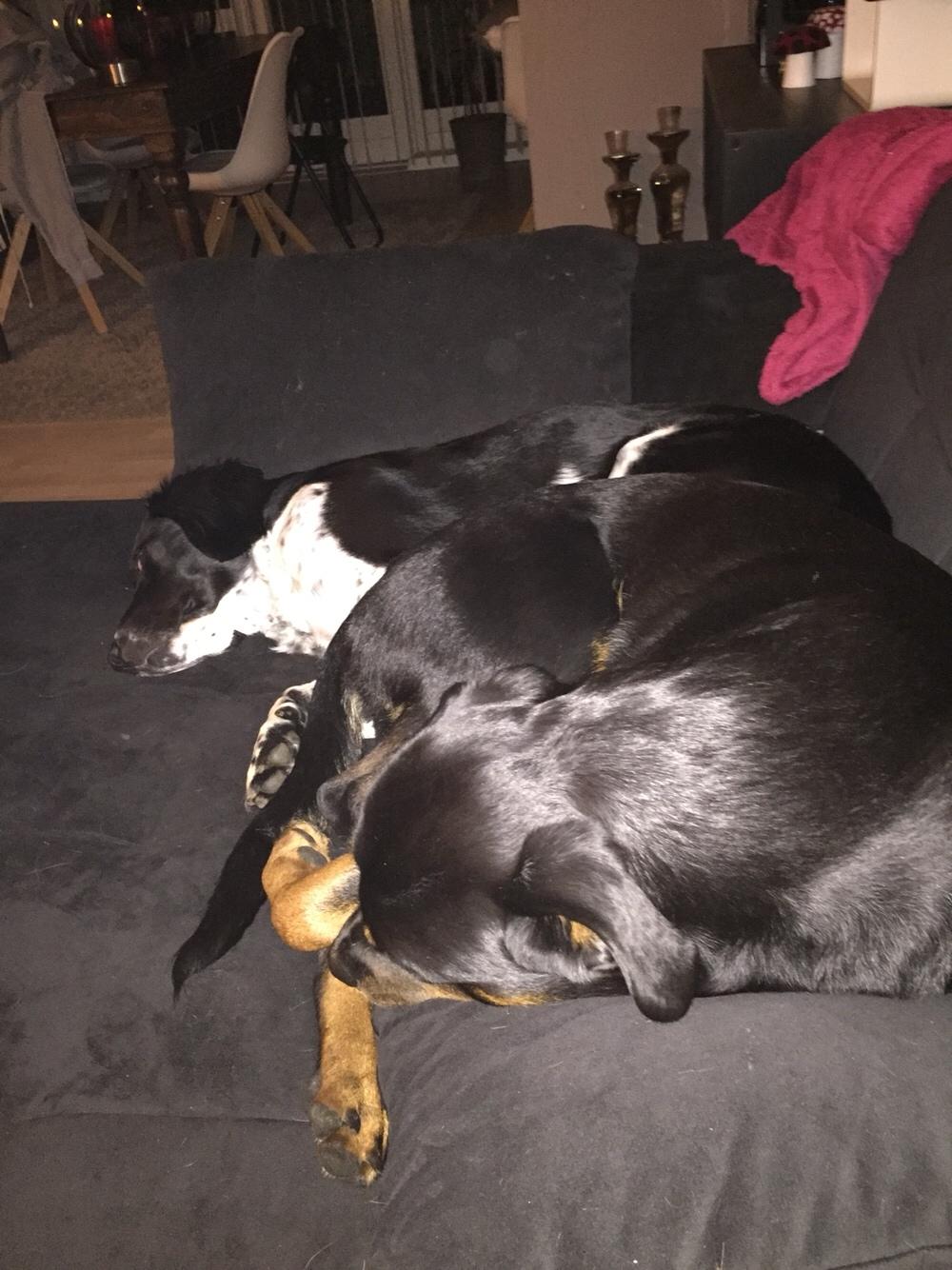 Rottweiler Malli billede 39