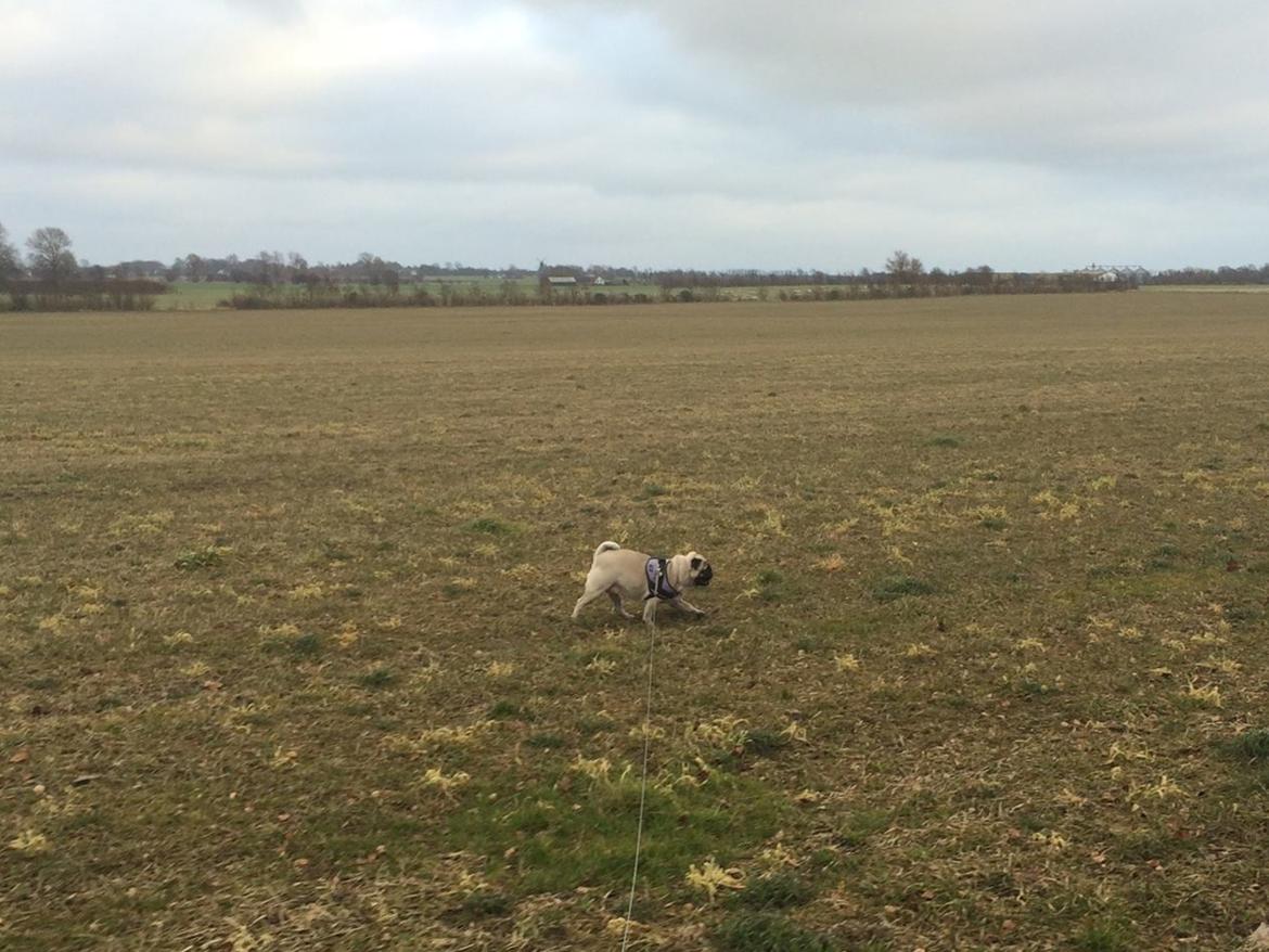 Mops Martha  billede 20