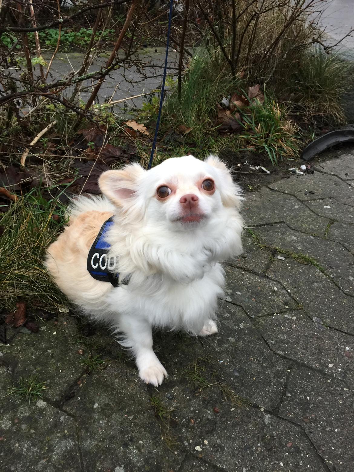 Chihuahua Cody  billede 1