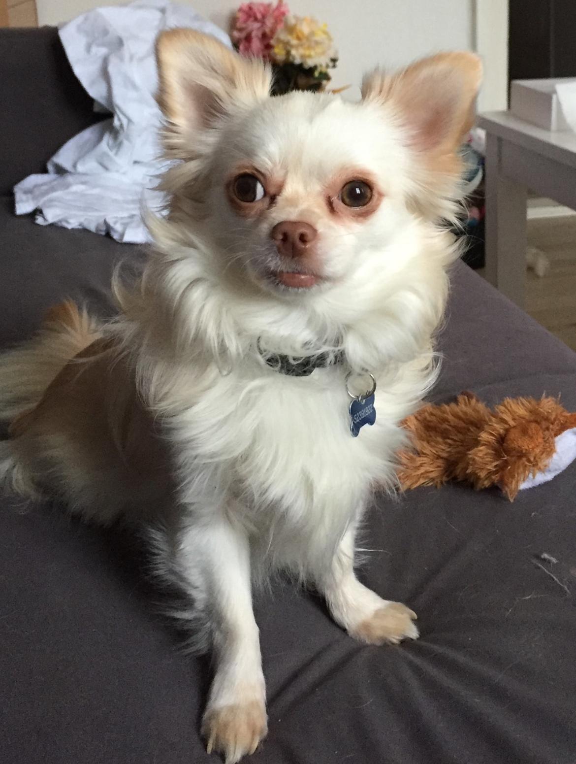 Chihuahua Cody  billede 3
