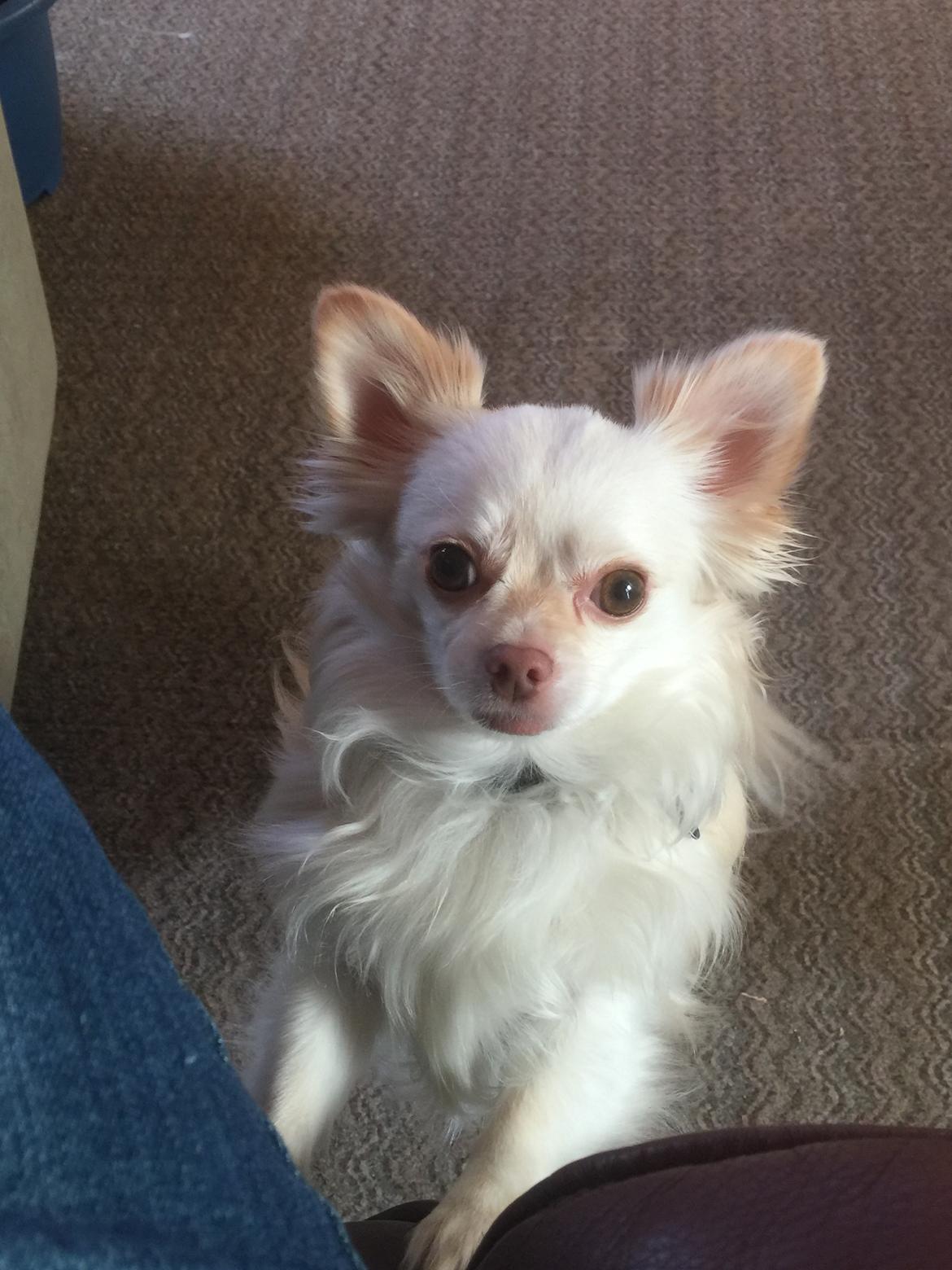 Chihuahua Cody  billede 4
