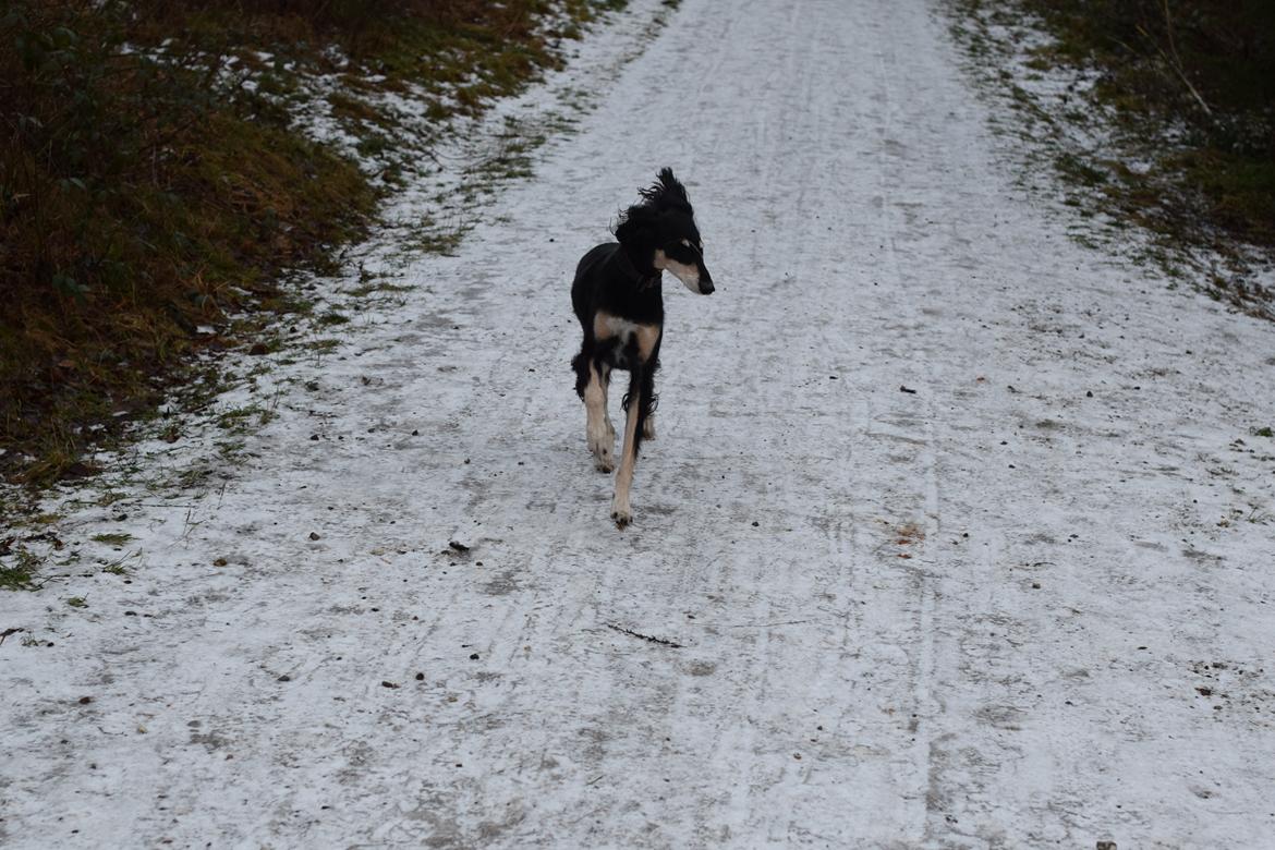 Saluki Kirman Arania billede 25