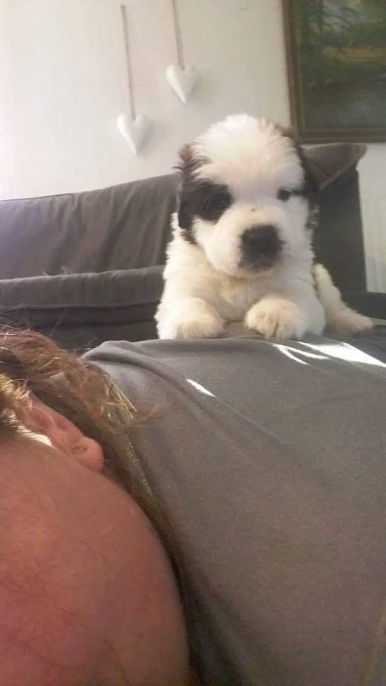 Sankt bernhardshund Allison  billede 3