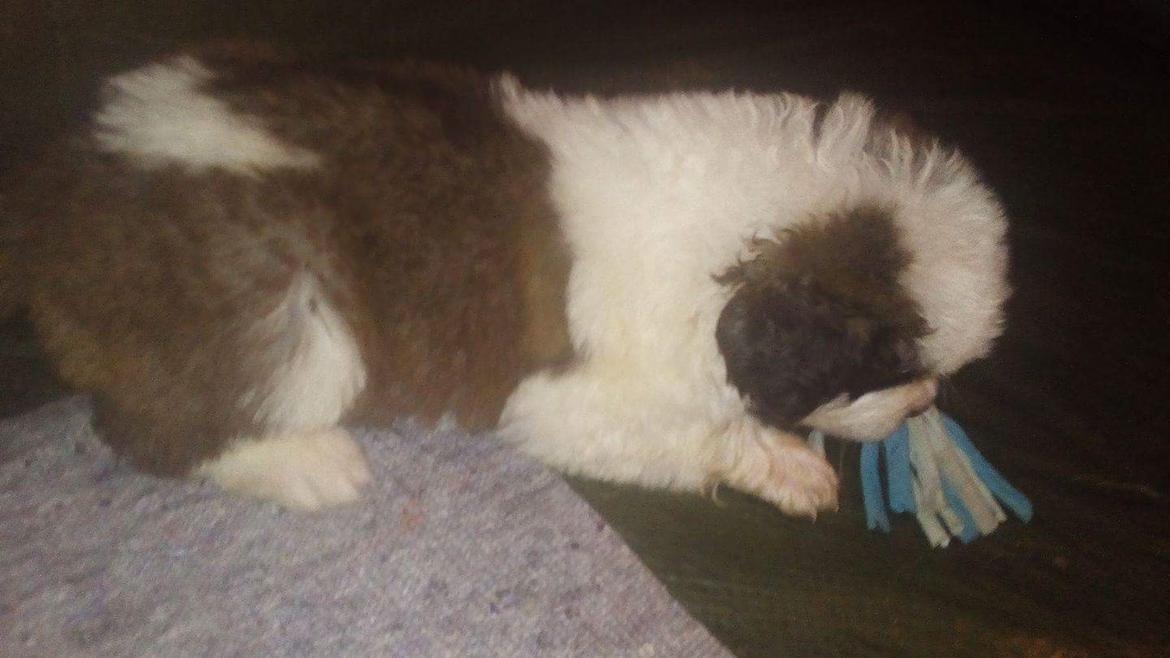 Sankt bernhardshund Allison  billede 4