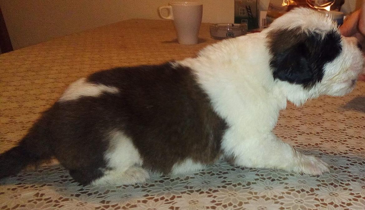 Sankt bernhardshund Allison  billede 5