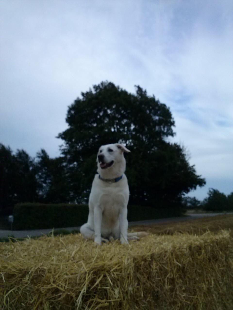 Labrador retriever Taison billede 5