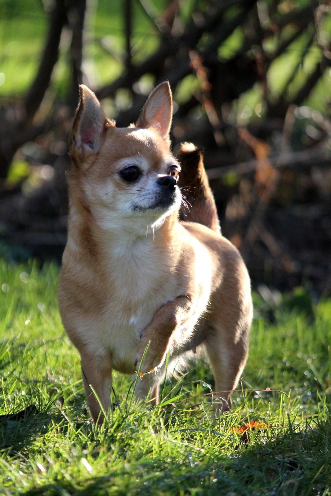 Chihuahua Chihuanas Flush of Hearts - Momo - Stolte Momofis <3 15 Januar 2017 billede 40