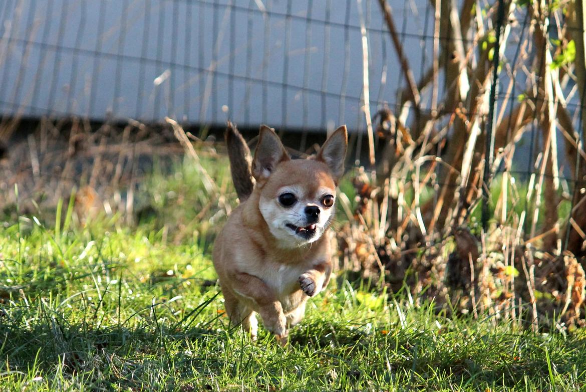 Chihuahua Chihuanas Flush of Hearts - Momo - 15 Januar 2017 billede 50