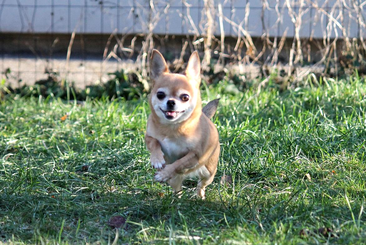 Chihuahua Chihuanas Flush of Hearts - Momo - Skøn og dejlig som altid <3 15 Januar 2017 billede 4