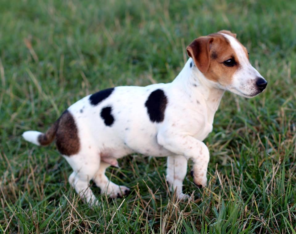 Jack russell terrier Conrad Markussen  billede 8