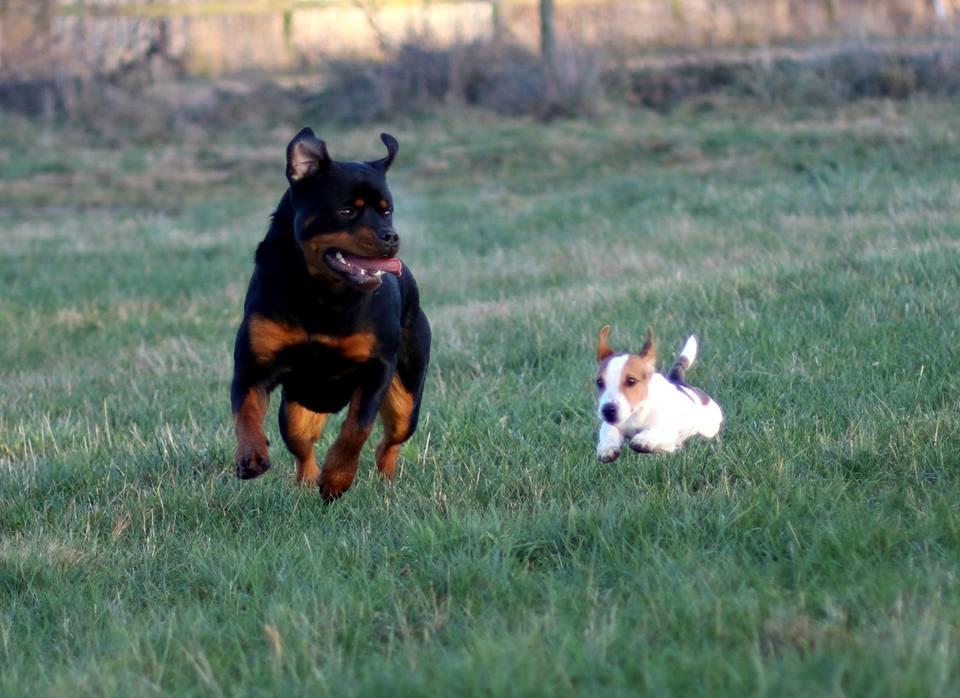 Jack russell terrier Conrad Markussen  billede 10