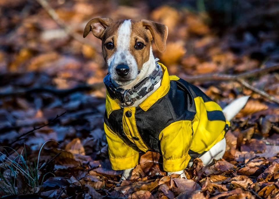 Jack russell terrier Conrad Markussen  billede 11