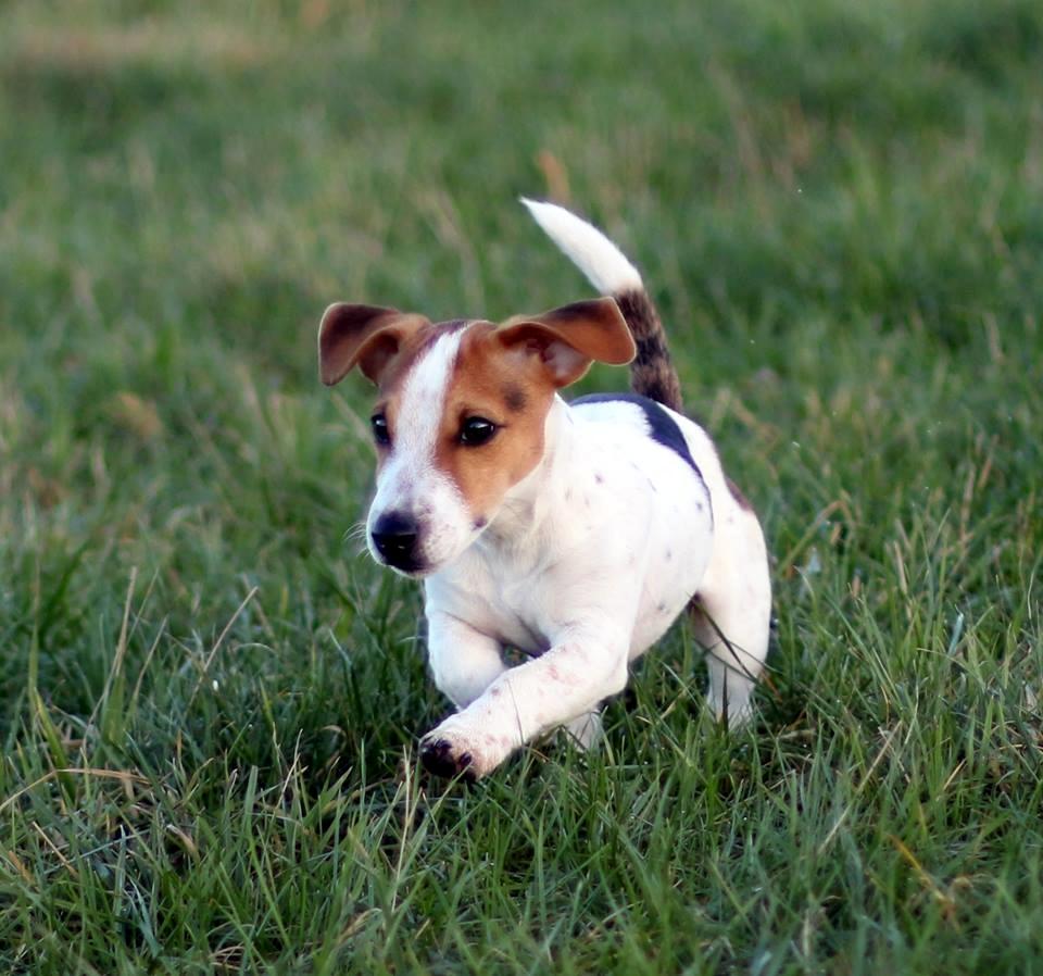 Jack russell terrier Conrad Markussen  billede 12