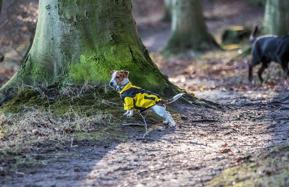 Jack russell terrier Conrad Markussen  billede 13