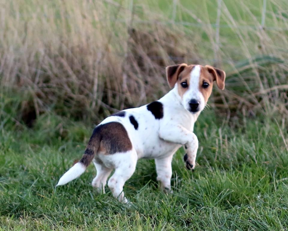 Jack russell terrier Conrad Markussen  billede 14