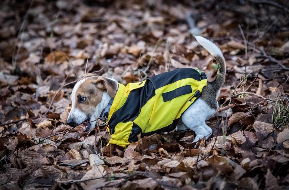 Jack russell terrier Conrad Markussen  billede 15