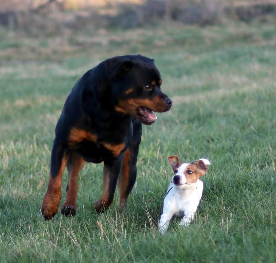 Jack russell terrier Conrad Markussen  billede 16