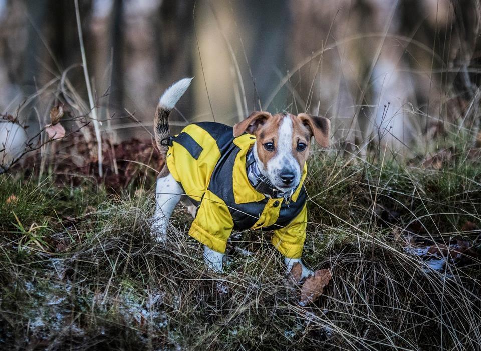 Jack russell terrier Conrad Markussen  billede 17