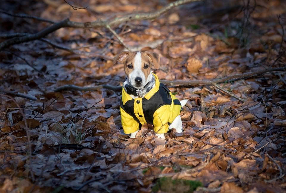 Jack russell terrier Conrad Markussen  billede 9