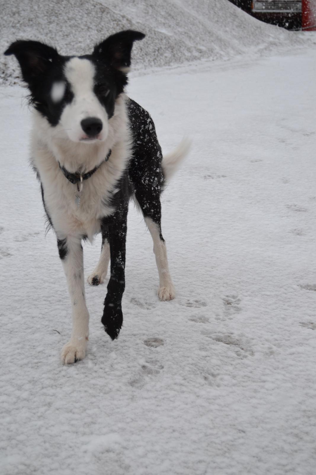 Border collie Hollie billede 32