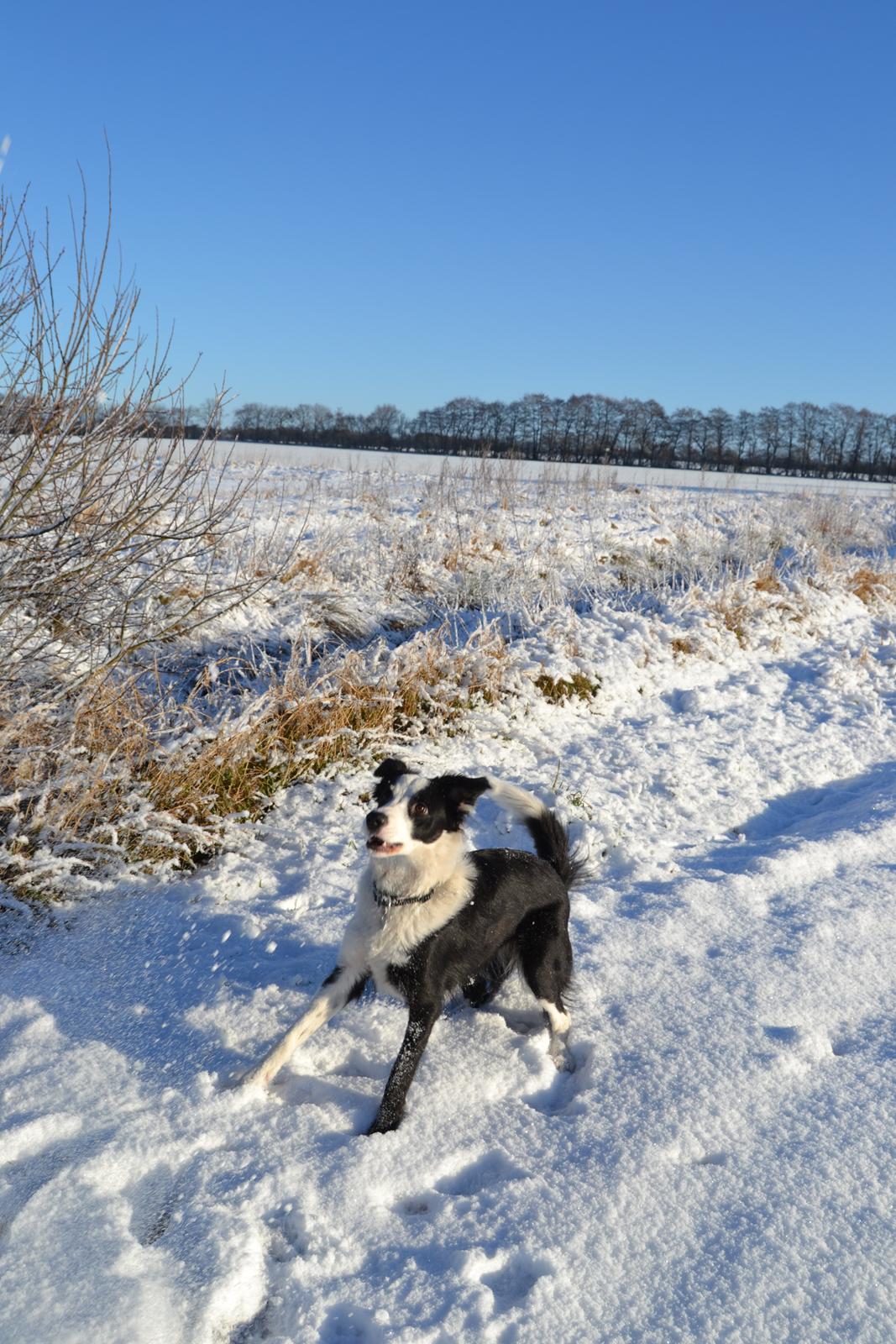 Border collie Hollie - Hollie 10 måneder billede 13