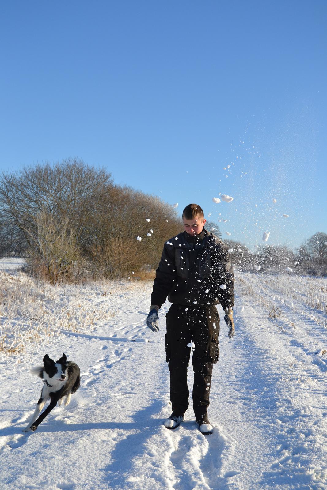 Border collie Hollie - Hollies første sne - hun er ellevild med at lege i sneen med far billede 3
