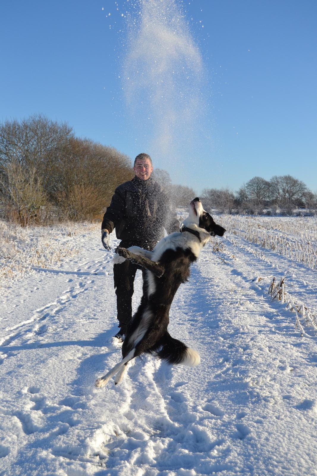 Border collie Hollie - Hollie i sneen billede 4