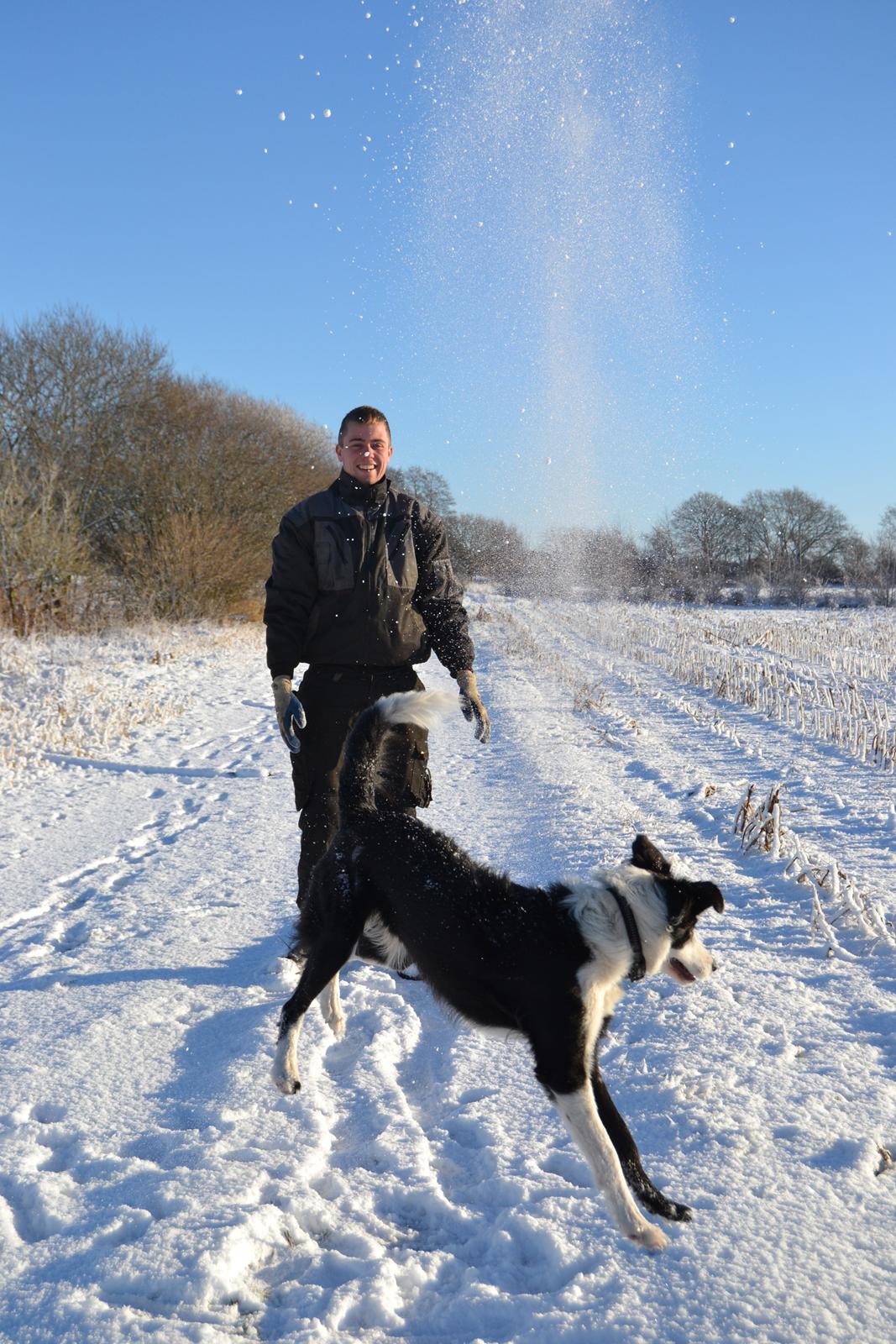 Border collie Hollie - Flyvende  billede 19
