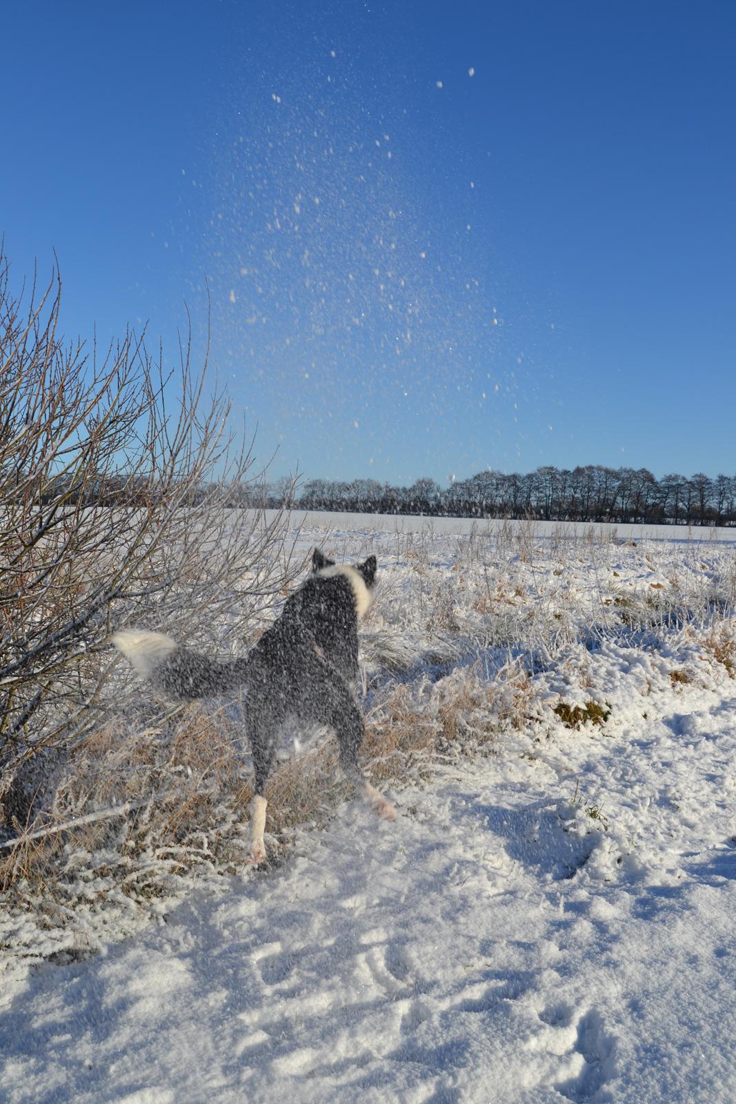 Border collie Hollie billede 23