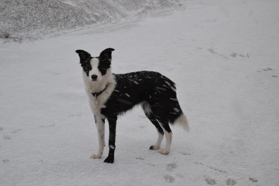 Border collie Hollie billede 34