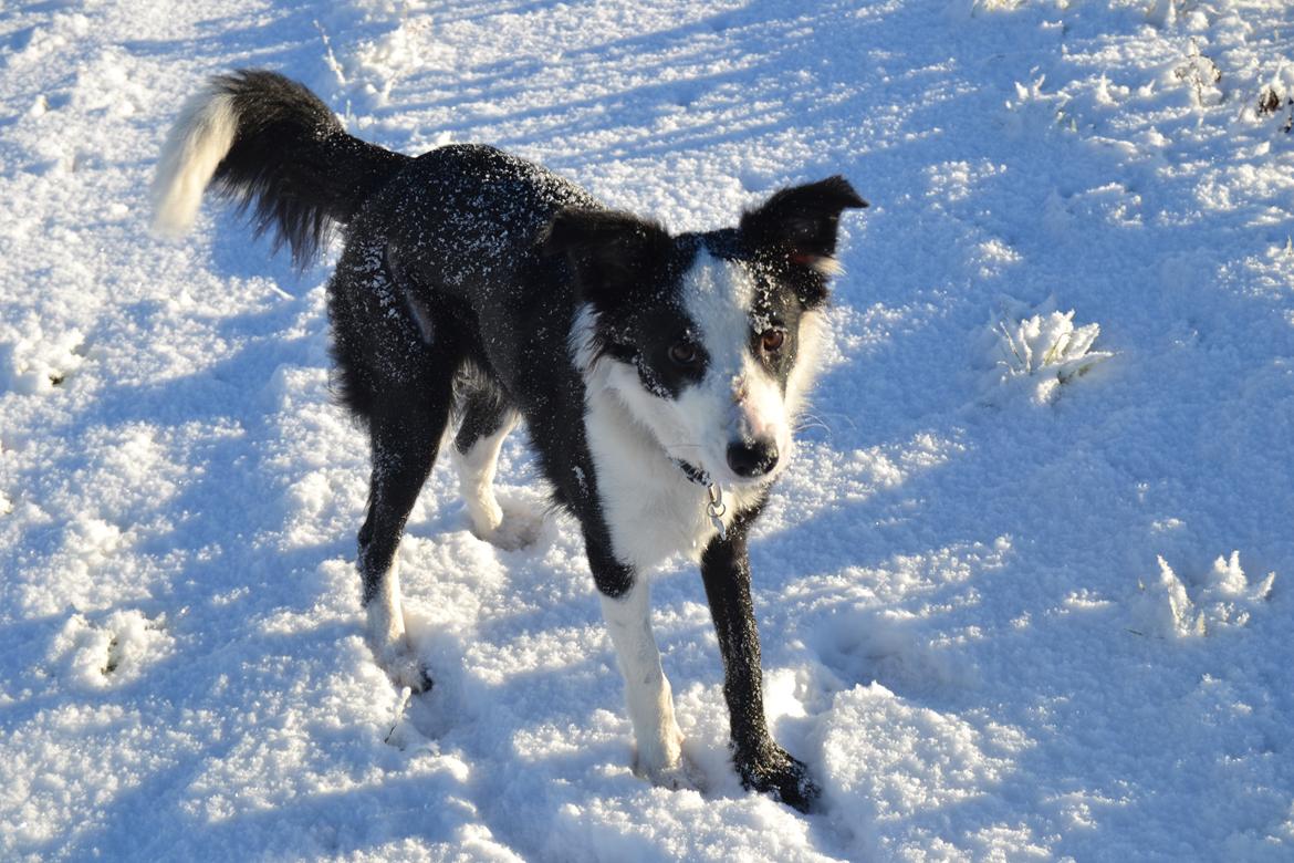 Border collie Hollie billede 33