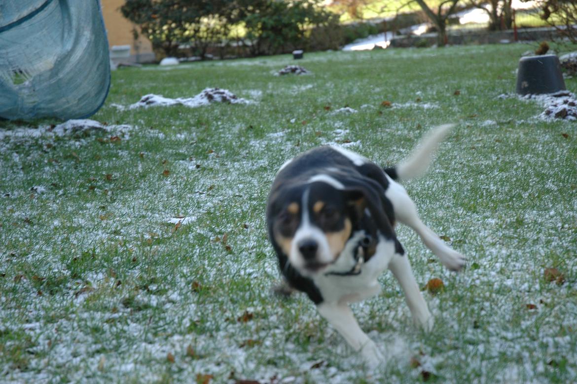 Dansk svensk gaardhund Vaks - Der er gang i ham :D billede 16