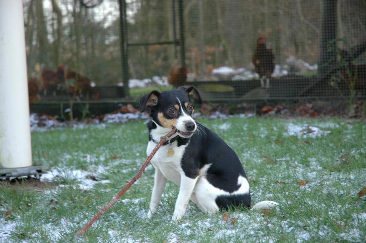 Dansk svensk gaardhund Vaks billede 2
