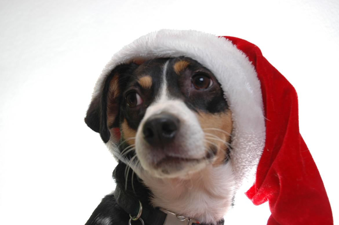 Dansk svensk gaardhund Vaks billede 17