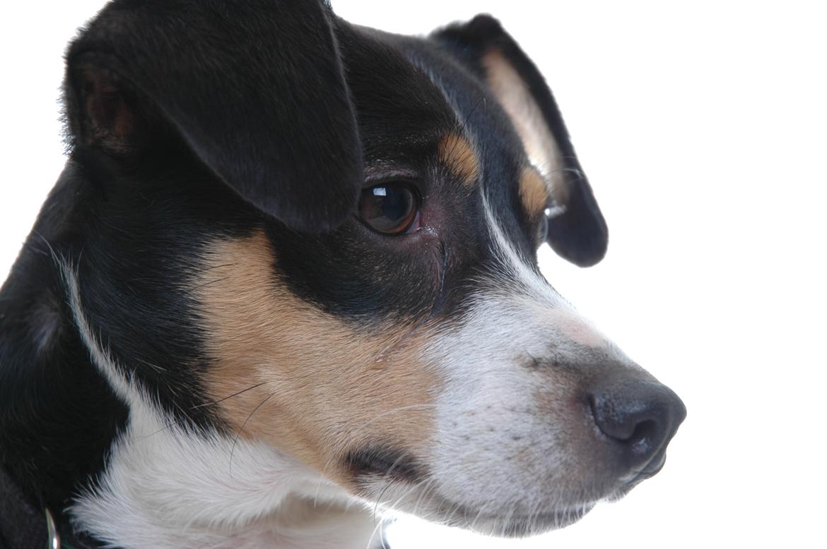 Dansk svensk gaardhund Vaks billede 1