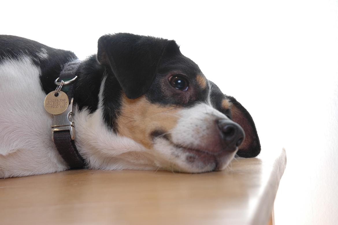 Dansk svensk gaardhund Vaks billede 18