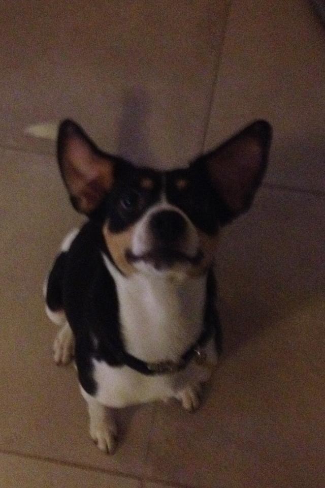 Dansk svensk gaardhund Vaks - Lille hyænehund ;) billede 4