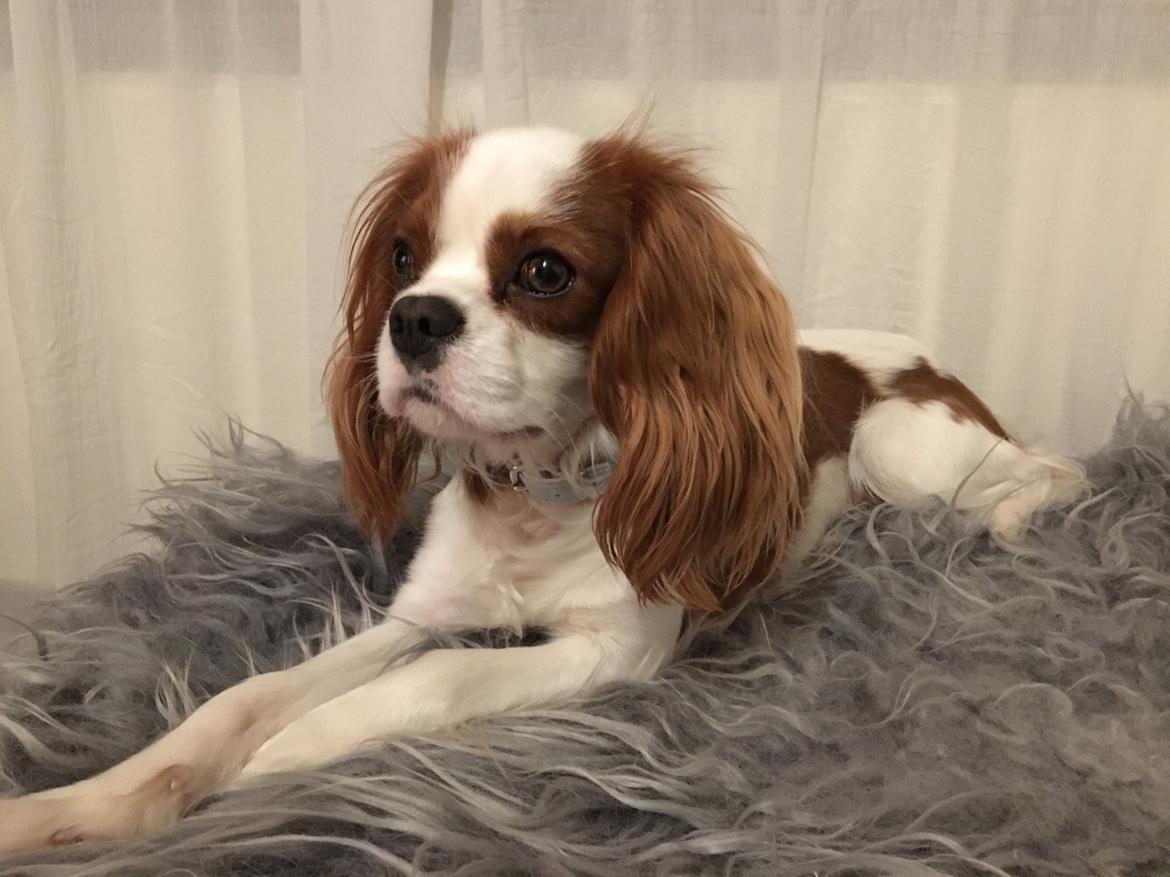 Cavalier king charles spaniel Birkedals Valdemar billede 7