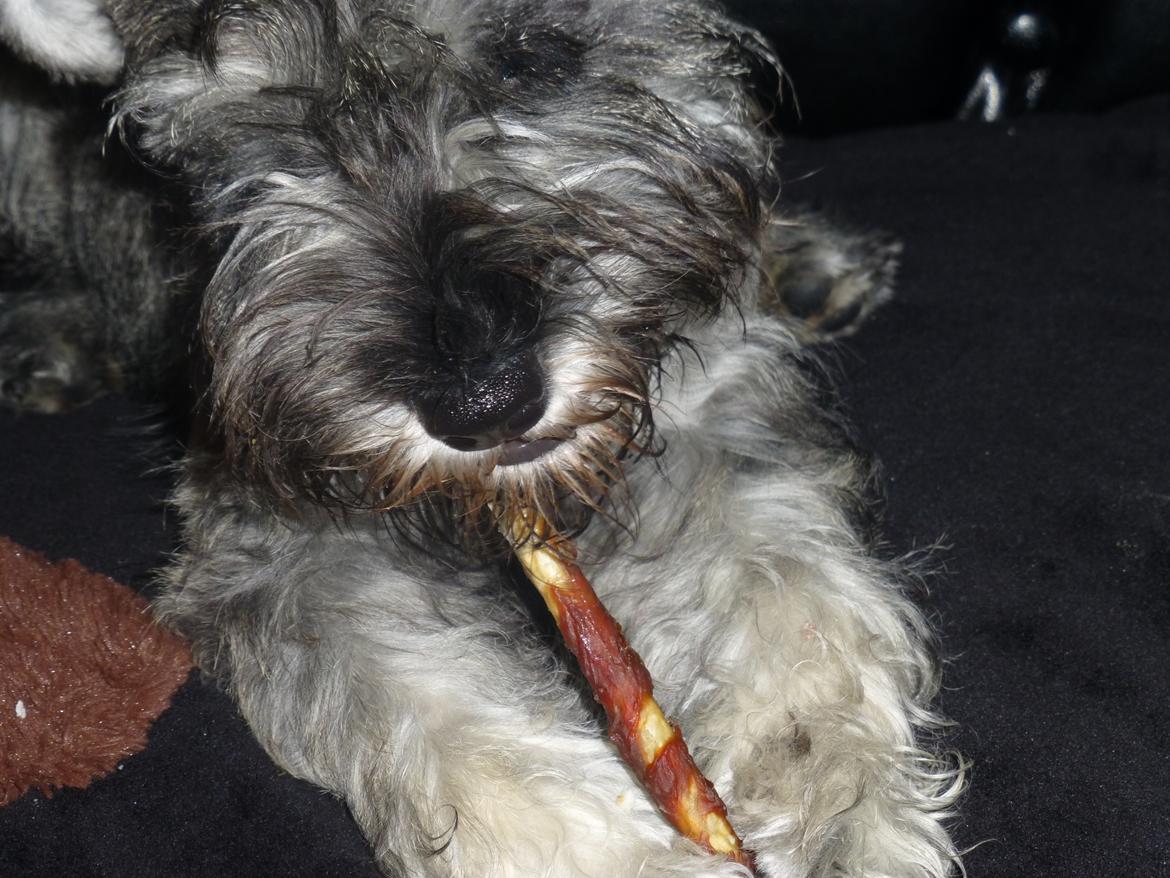 Dvaergschnauzer *RICKEY* billede 11