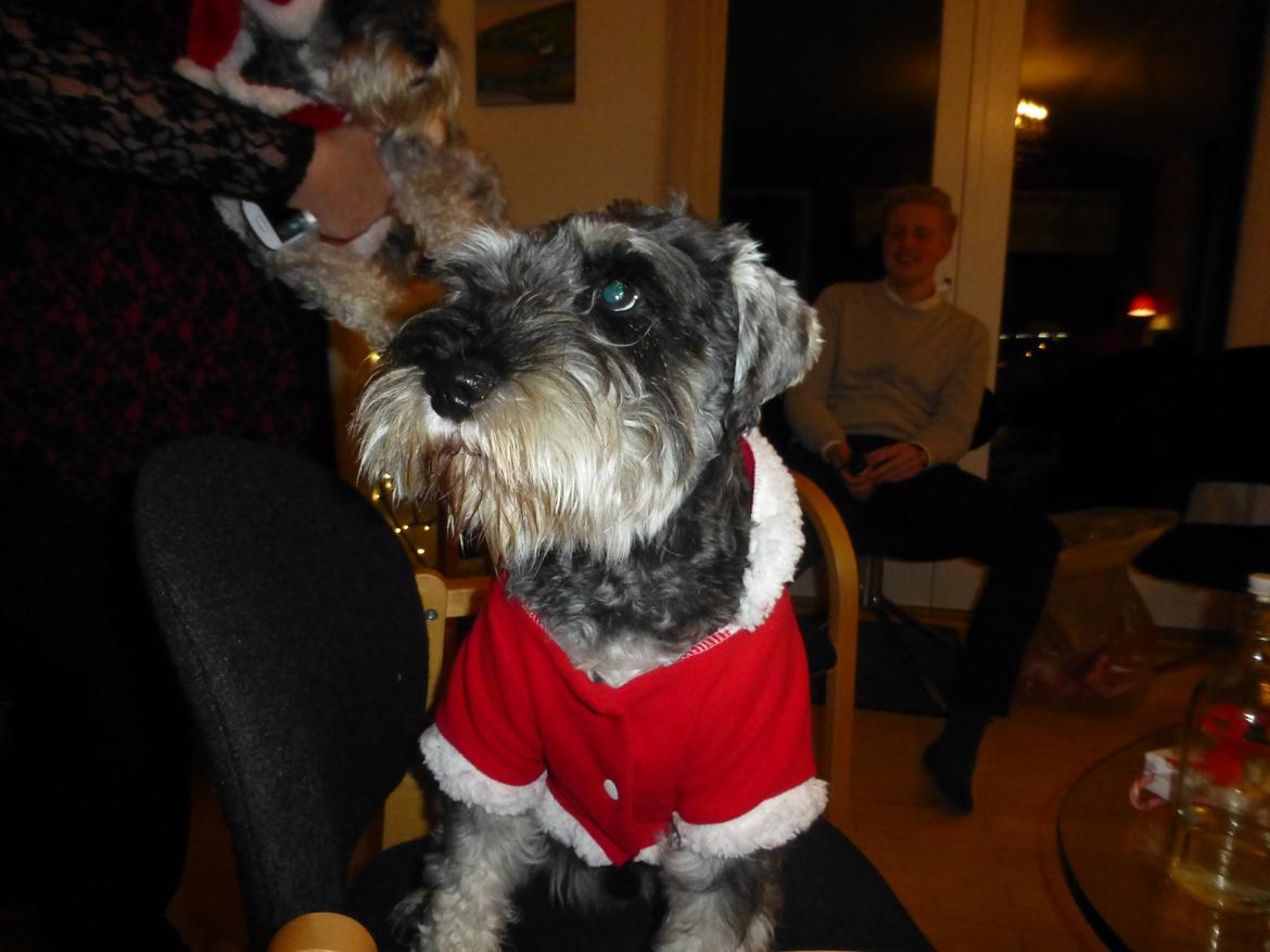 Dvaergschnauzer *RICKEY* billede 8