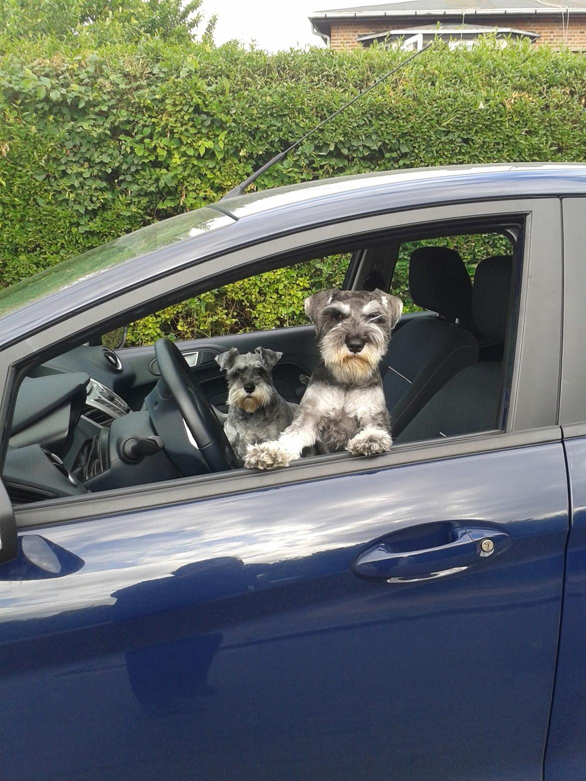 Dvaergschnauzer *RICKEY* billede 3