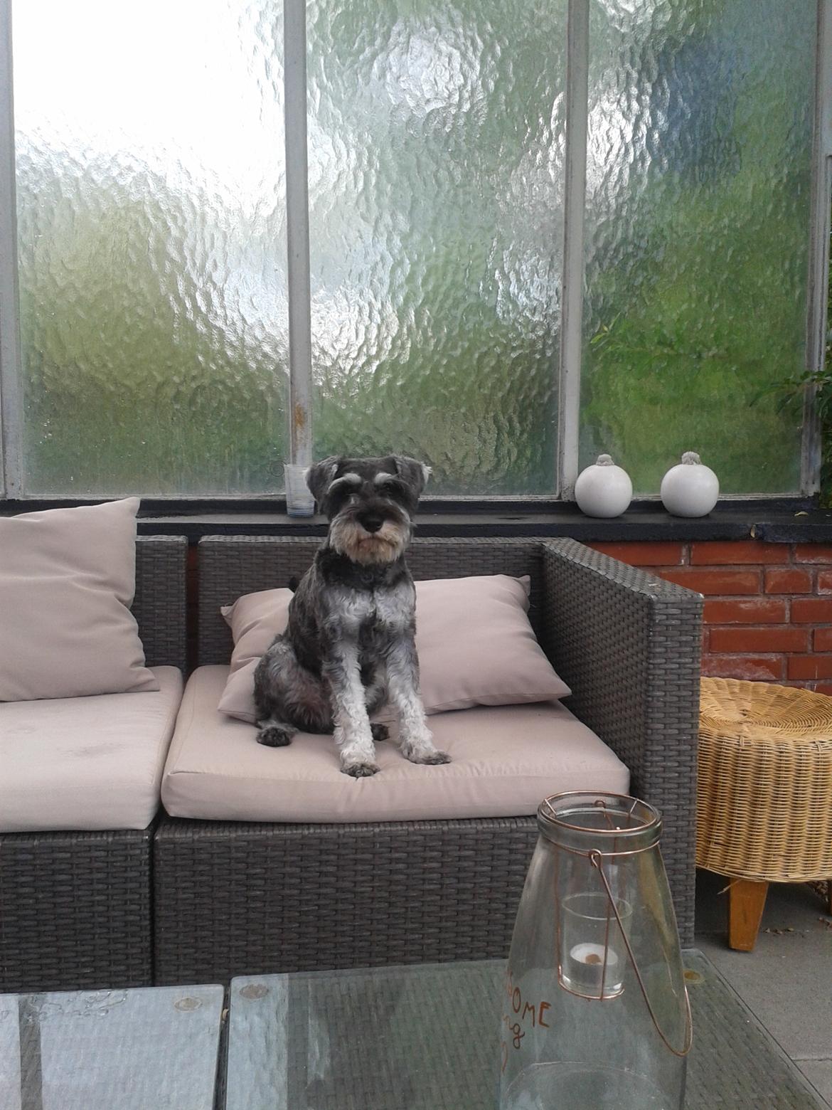 Dvaergschnauzer *RICKEY* billede 1