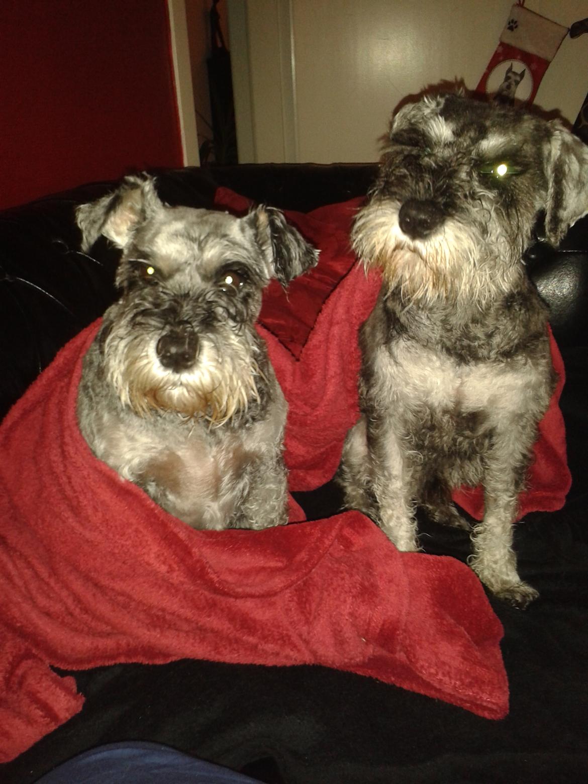 Dvaergschnauzer *RICKEY* billede 7