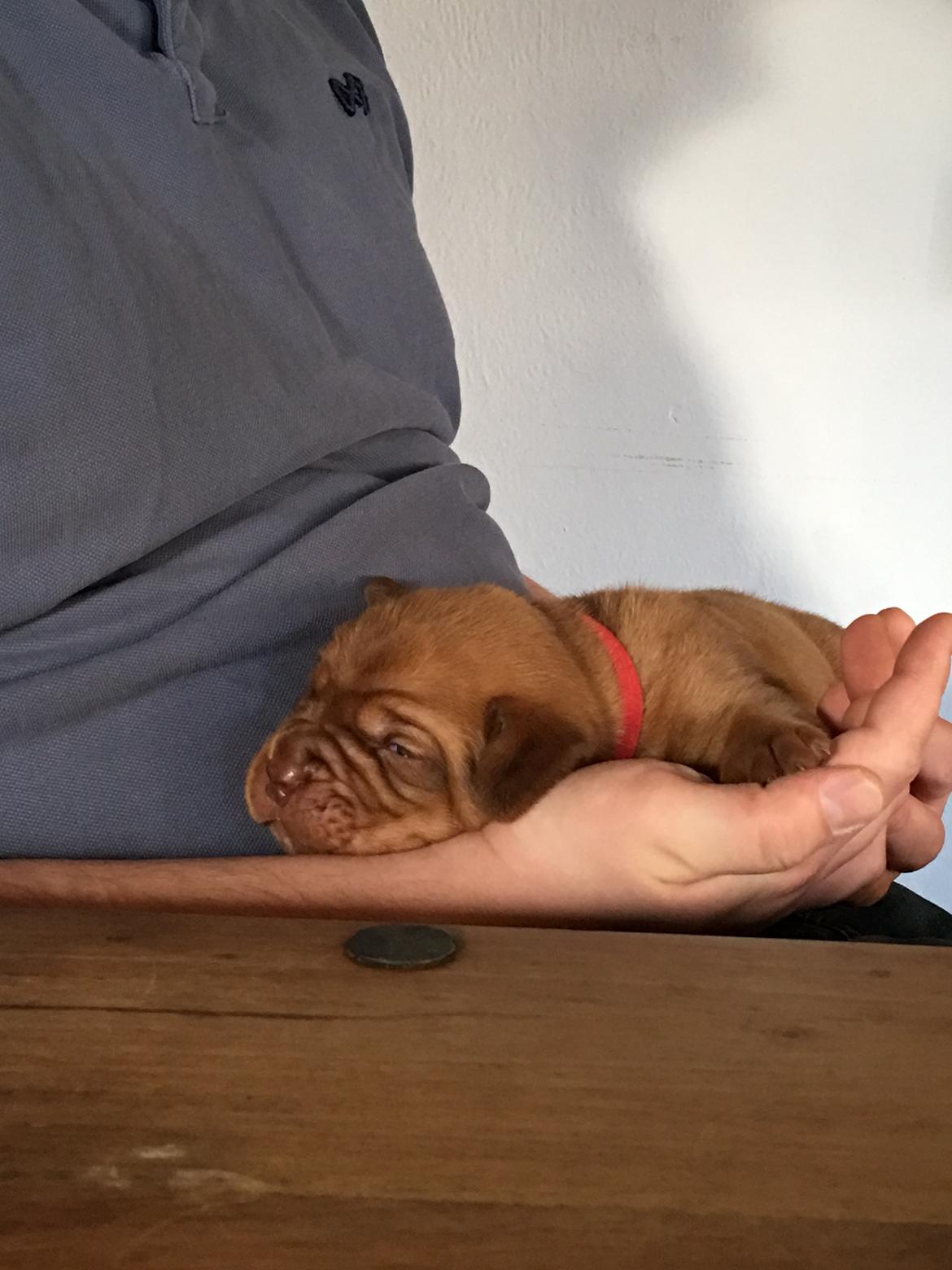 Dogue de bordeaux Saga billede 4