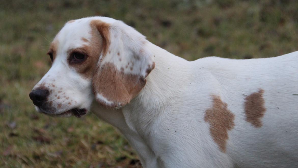 Blanding af racer Frida - Beagle/Cocker Spaniel billede 1