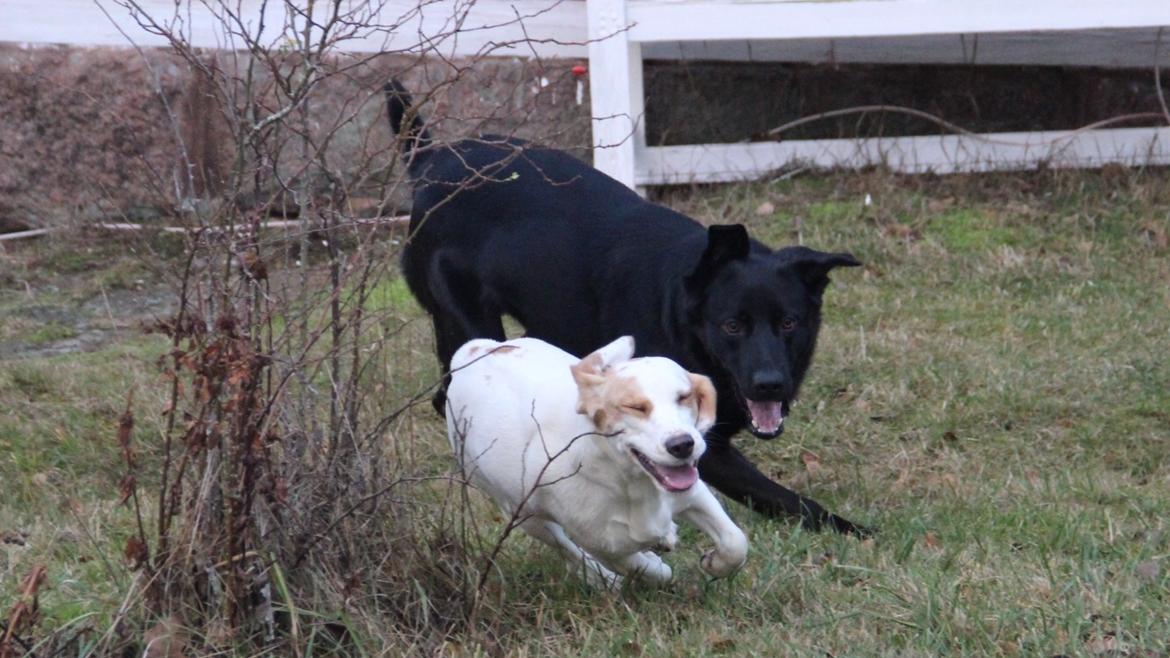 Blanding af racer Frida - Beagle/Cocker Spaniel billede 2