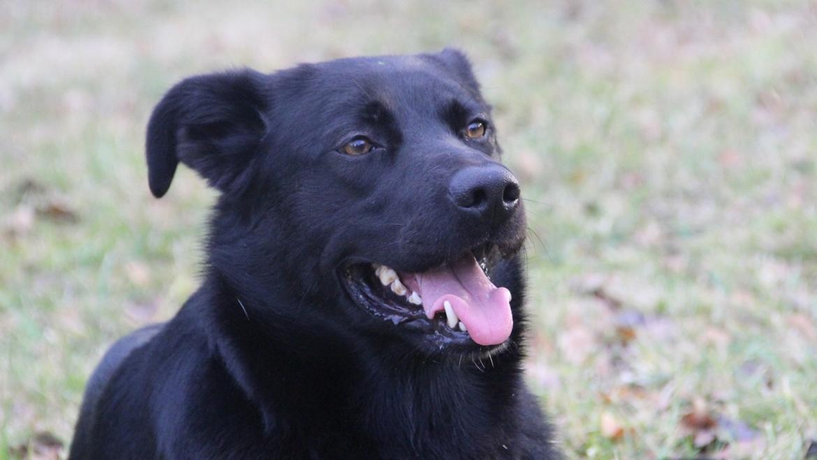 Blanding af racer Ollie - Schæfer/Labrador billede 2